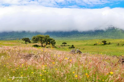 African landscape / Safari in Ngorongoro Crater Tanzania