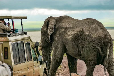 elephant / Safari in Ngorongoro Crater Tanzania